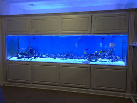 1,000+ Free Fish Videos .